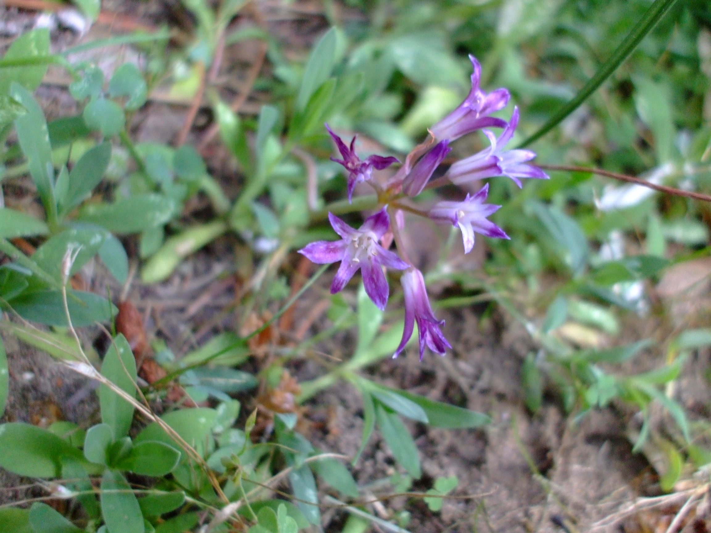 Allium abramsii